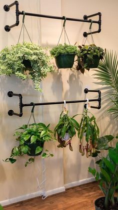 several potted plants are hanging on the wall