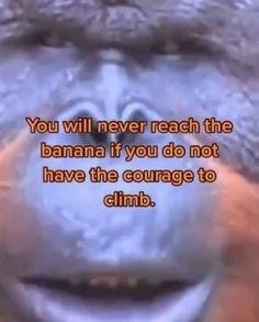 an image of a gorilla face with the words you will never reach the banana if you do not have the courage to climb