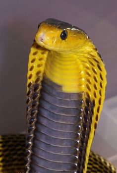 a close up of a yellow and black snake