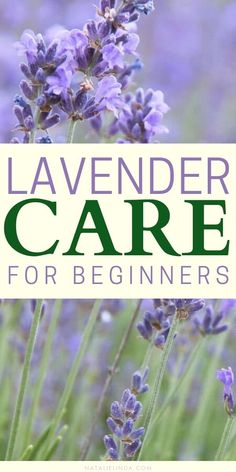 lavender flowers with the words lavender care for beginners on it in front of them