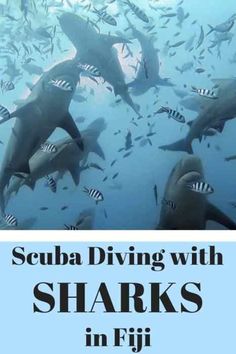 the cover of scuba diving with sharks in fiji, featuring an image of shark swimming