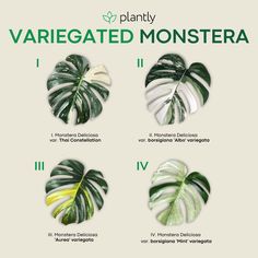 three different types of plants with the words variegated monstera on them