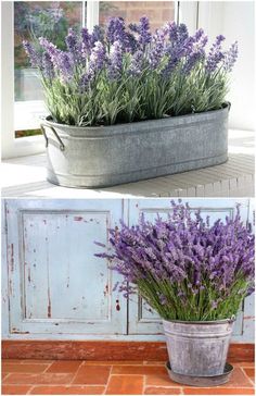 lavender plants are growing in an old bucket