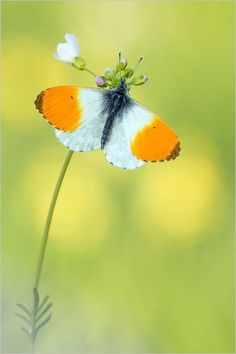 an orange and white butterfly sitting on top of a flower