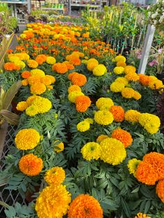 many orange and yellow flowers are growing in the garden center, with other plants behind them