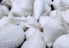 sea shells are piled on top of each other