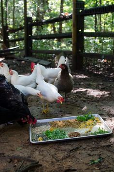 several chickens eating food out of a tray