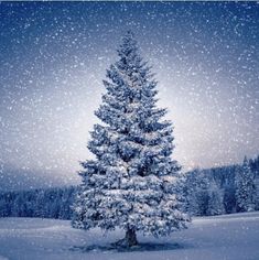 a snow covered pine tree stands in the middle of a snowy field with trees on either side