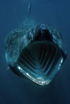 a large fish with its mouth open in the water