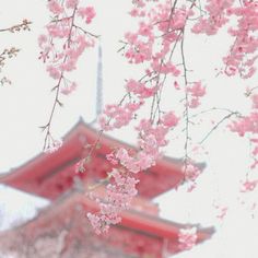 pink flowers are blooming in front of a pagoda