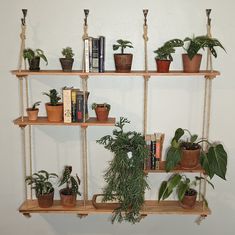 some plants are sitting on shelves with books