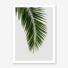 a green palm leaf on a white background art print