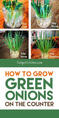 how to grow green onions on the counter in a glass vase with text overlay that reads, how to grow green onions on the counter