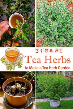 the collage shows different types of tea herbs and how to use them in your garden