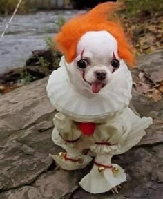 a small white dog wearing a dress and orange hair with balloons in the air behind it