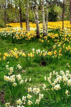 a field full of yellow and white flowers with trees in the backgrounnd