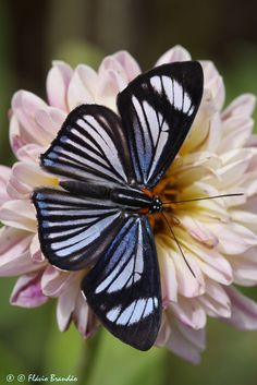 two butterflies sitting on top of a pink flower