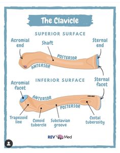 the clavile and inferior surface are labeled in this diagram, which shows how to use