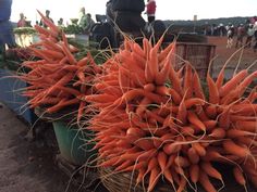 carrots are piled up in baskets at an outdoor market