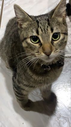 a cat standing on top of a white tile floor next to a wall and looking at the camera