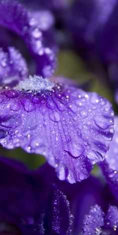 purple flowers with water droplets on them