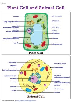 an animal cell and plant cell are labeled in the diagram below, with labels for each cell