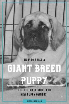 the ultimate guide to raising a giant breed puppy for new puppies and their owners