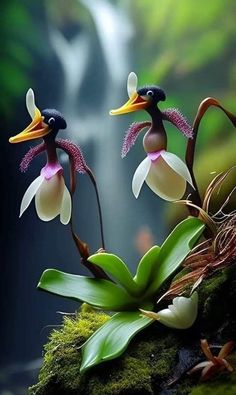 two birds with flowers in their beaks are sitting on the mossy ground next to a waterfall