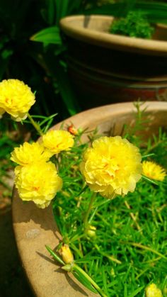 some yellow flowers are in a bowl on the ground and green grass is around them