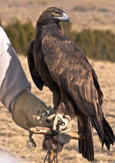 a large bird perched on top of a human hand holding something in it's claws