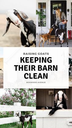 goats and goats in their barn with the words raising goats keeping their barn clean