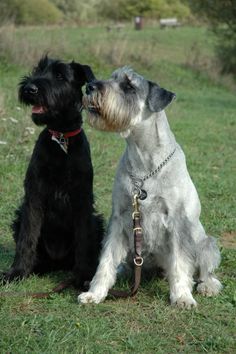 two dogs are sitting in the grass and one is looking up at the other dog