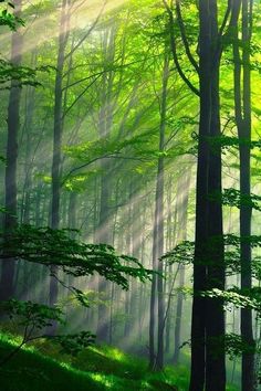 sunlight shining through the trees in a green forest