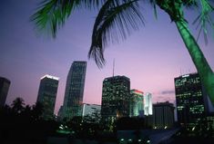 palm trees in front of the city skyline at dusk with green lights and skyscrapers