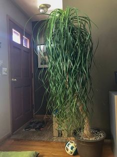 a large potted plant sitting on top of a wooden floor next to a door