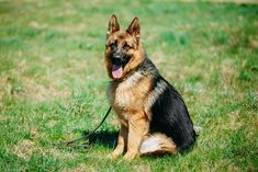 a german shepherd sitting in the grass with its tongue out