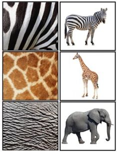 several pictures of different animals and giraffes