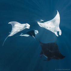 two large white and black fish swimming in the ocean