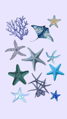 starfishs and sea stars on a white background