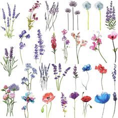 an assortment of wildflowers and other flowers on a white background with watercolor paint