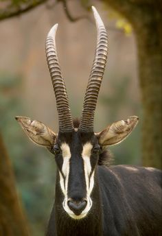 an antelope with long horns standing in the woods