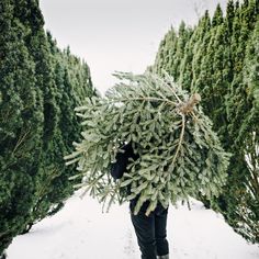 a person carrying a christmas tree in the snow