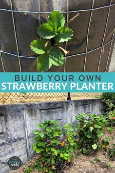 strawberry plants growing in the ground with text overlay that reads build your own strawberry planter