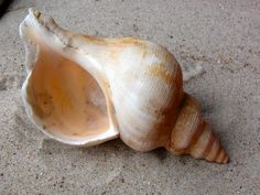 a close up of a shell on the sand