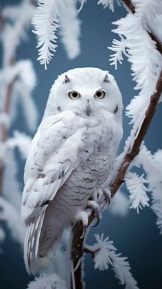 an owl is perched on a snowy branch