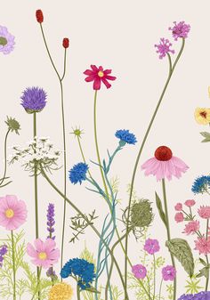 an image of colorful wildflowers in the field on a pink wallpaper background