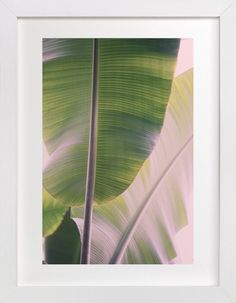 a large green leaf in a white frame