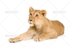 a young lion laying down on the ground in front of a white background - stock photo - images