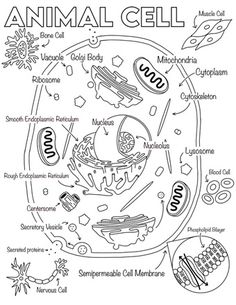 an animal cell diagram with all the components labeled in black and white on a white background