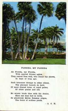 an old florida postcard with palm trees and the words florida, my florida on it